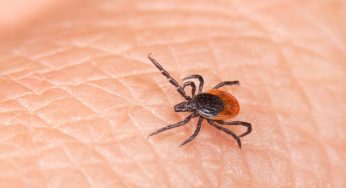 Keneye Karşı Bilimde Yeni Sayfa: mRNA Aşısı Umut Veriyor