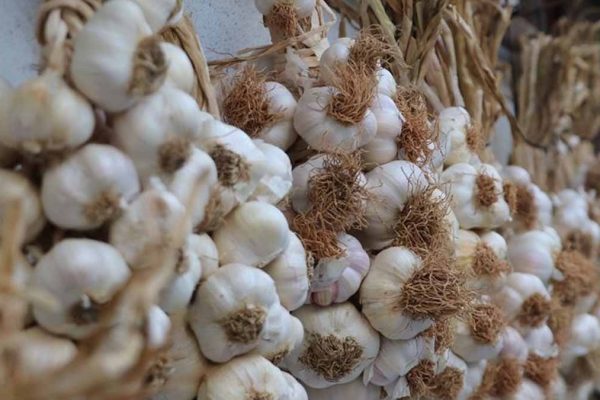 Sırbistan’da Sarımsak Panikleri: Yaygın Sağlık Alışkanlığı Gerçekten Zararlı mı?